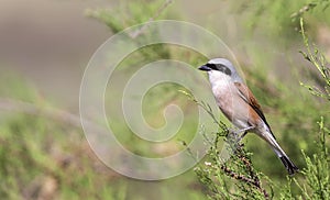 Male Red-backed Shrike on Shrubbery