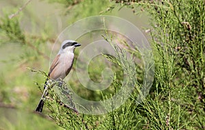 Male Red-backed Shrike on Shrubbery