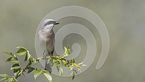 Male Red-backed Shrike on Shrubs