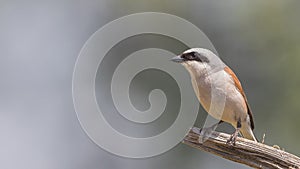 Male Red-backed Shrike on Wooden Log