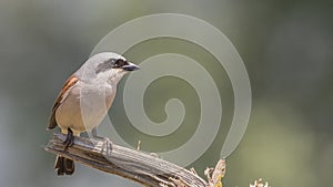 Male Red-backed Shrike on Wooden Log Looking Right