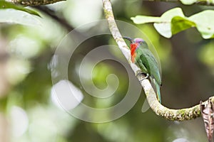 A Male Red-bearded Bee-eater in the wild