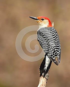 Male red-bellied woodpecker