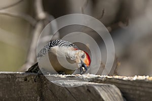 Male Red-bellied Woodpecker Foraging on Seed