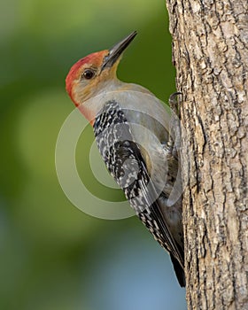Male Red-bellied Woodpecker Melanerpes carolinus