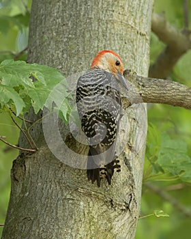 Male Red-bellied Woodpecker Melanerpes carolinus