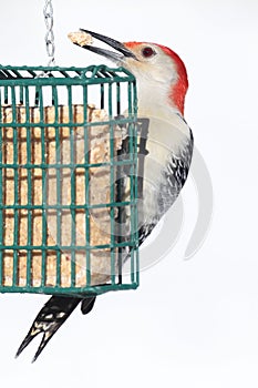 Male Red-bellied Woodpecker Melanerpes carolinus on a Feeder