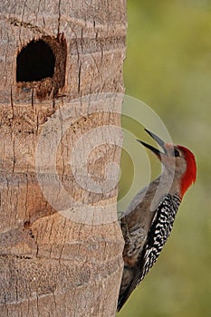 Male Red Bellied Woodpecker outside of nest