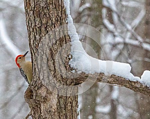 Male Red-Bellied Woodpecker on a Snow-Covered Deciduous Tree in Northern Virginia