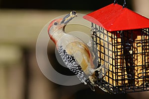 Male Red-bellied Woodpecker on suet feeder
