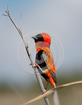 Male Red Bishop Bird on perch