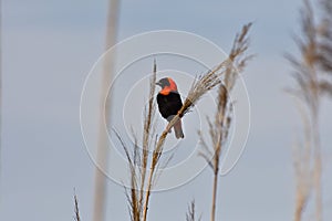 Male Red Bishop Weaver Bird Euplectes orix photo
