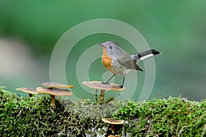 Male red-breasted flycatcher Ficedula parva