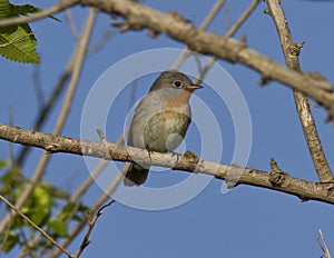 The male Red-breasted Flycatcher (Ficedula parva).