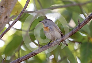 The male Red-breasted Flycatcher Ficedula parva on a branch