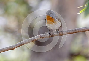 The male Red-breasted Flycatcher Ficedula parva on a branch