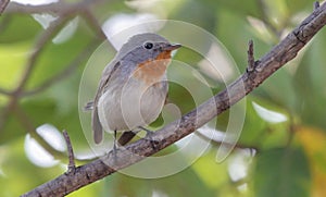 The male Red-breasted Flycatcher Ficedula parva on a branch