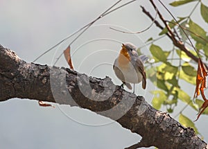 The male Red-breasted Flycatcher Ficedula parva on a branch singing