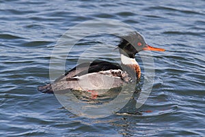 Male Red-breasted Merganser photo