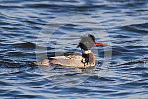 Male Red-breasted Merganser