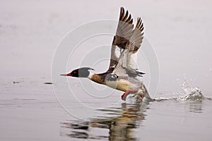 Male Red Breasted Merganser photo