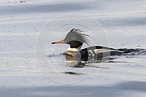 Male Red-breasted Merganser that floating on the waters of the O