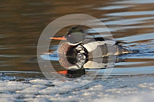 Male Red-breasted Merganser (Mergus serrator ) on a partially fr