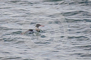 Male red-breasted merganser Mergus serrator, swimming