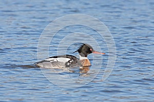 A Male Red-breasted Merganser Swimming