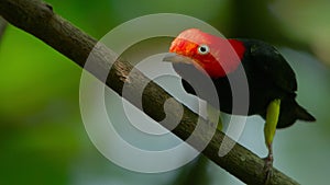 Male Red Capped Manakin standing in tropical forest