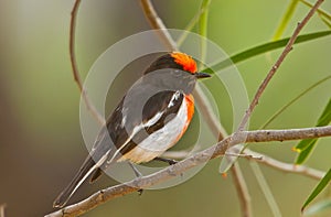 Male Red-capped Robin