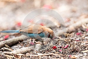 Male Red Cheeked Cordon Bleu bird Uraeginthus bengalus