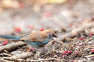 Male Red Cheeked Cordon Bleu bird Uraeginthus bengalus