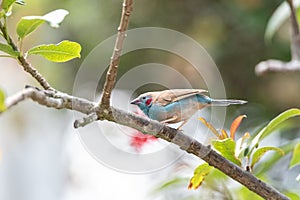 Male Red Cheeked Cordon Bleu bird Uraeginthus bengalus