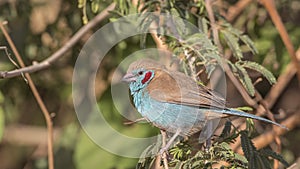 Male Red-cheeked Cordon-bleu on Shrubbery