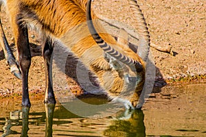 Male Red Cobe lechwe antelope photo