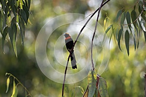 Male red-collared widowbird Euplectes ardens