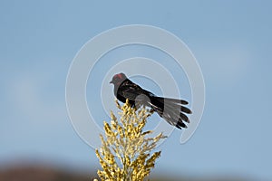 Male red-collared widowbird Euplectes ardens