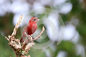 male of Red-crested Finch (Coryphospingus cucullatus) perched on a branch in Bonito, Mato Grosso do Sul, Brazil photo