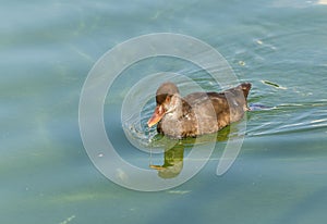 Male of Red Crested Pochard, Netta rufina