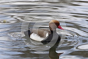 Male red-crested pochard Netta rufina