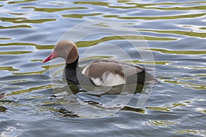 Male red-crested pochard Netta rufina