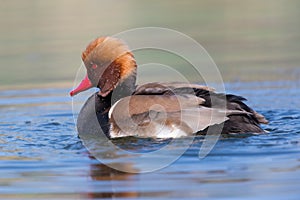 Male red-crested pochard (Netta rufina)