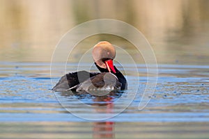 Male red crested pochard Netta rufina grooming in sunlight