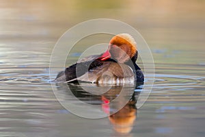 Male red-crested pochard netta rufina grooming in water
