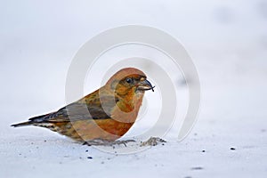 Male Red Crossbill, Loxia curvirostra, roadside photo