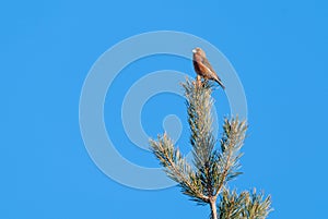 Male red crossbill on top of a scots pine