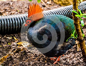 Male Red crowned wood partridge in closeup, funny tropical bird from Asia, popular pet in aviculture