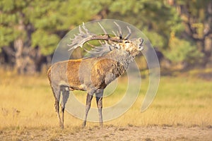 Male red deer belling in natural habitat on Veluwe