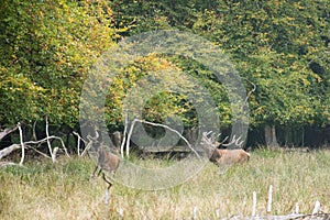 Male red deer bellowing and chasing females